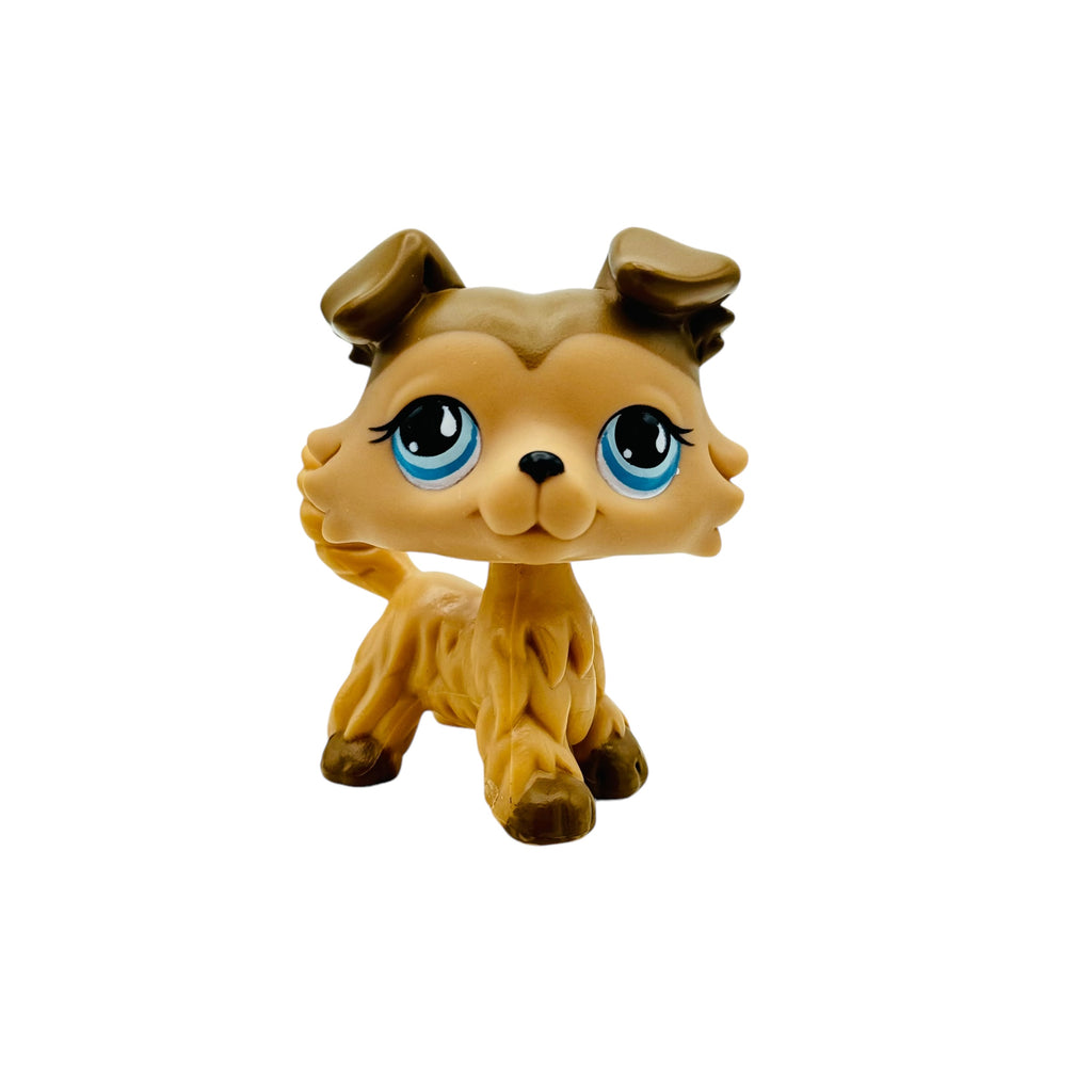 LPS collie #893