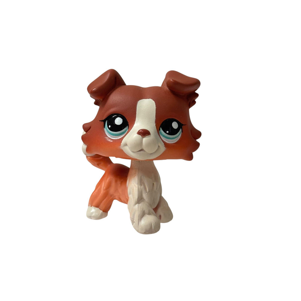 LPS collie #1542