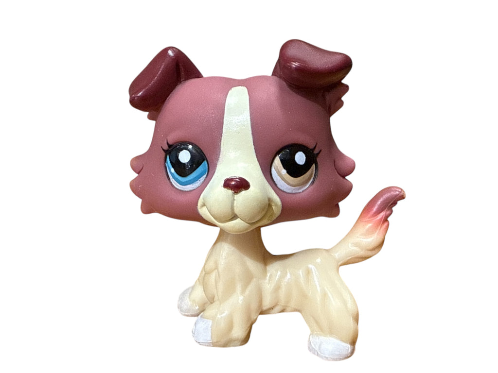 LPS collie #1262