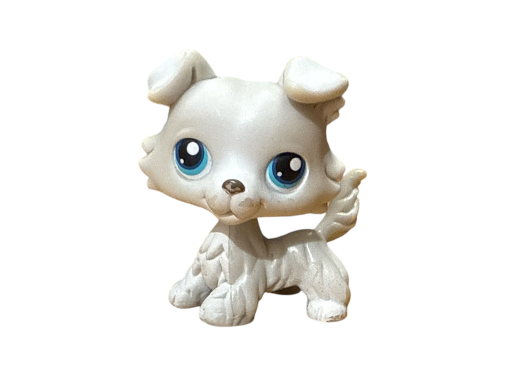 LPS collie #363