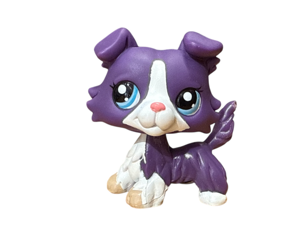 LPS collie #1676