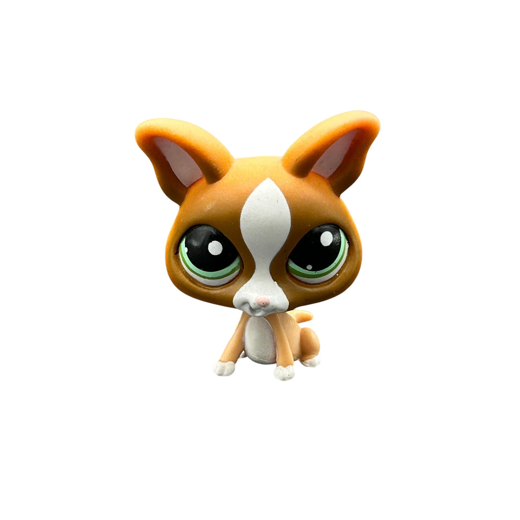 LPS koira chihuahua #1568