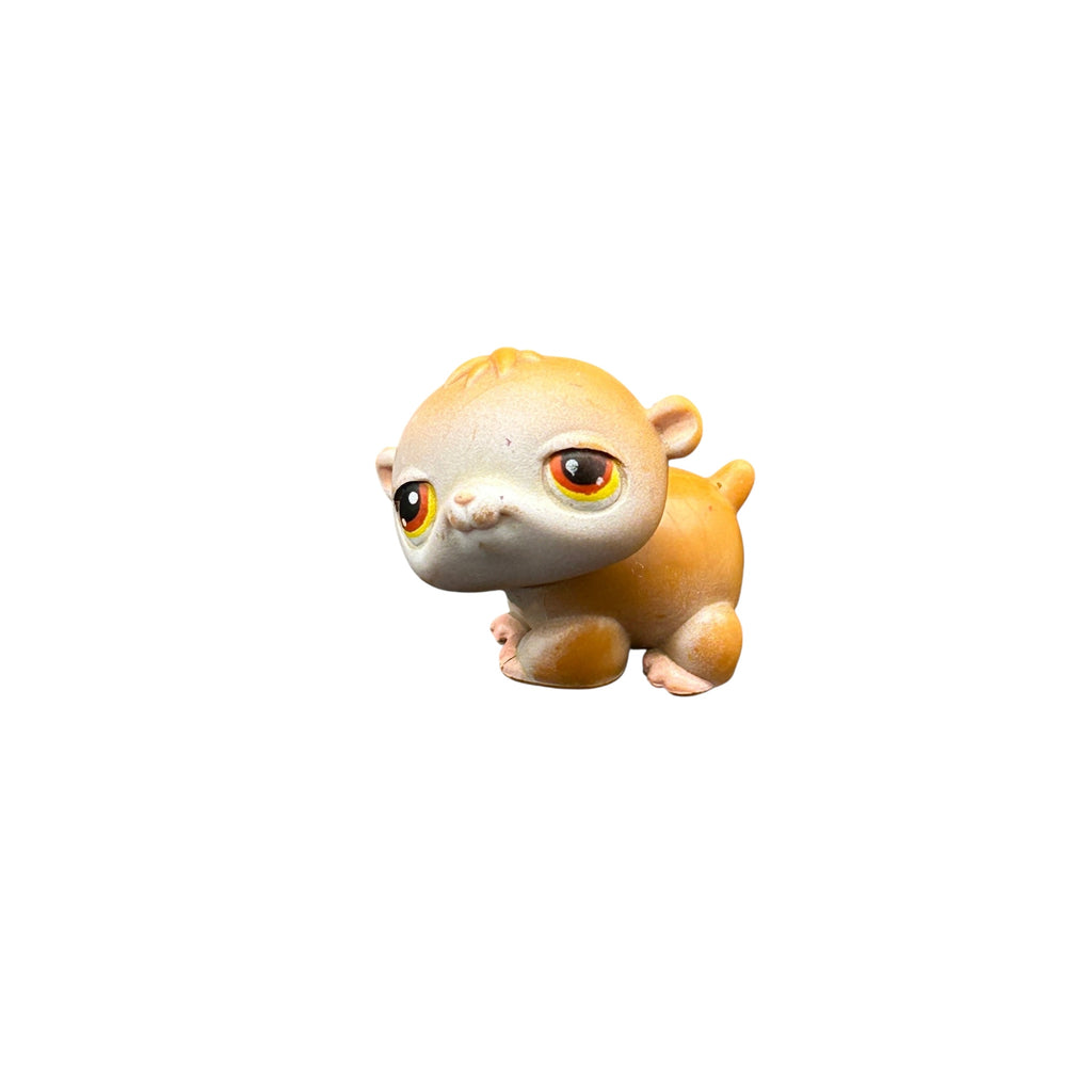 LPS hamsteri #34