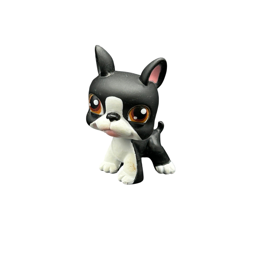 LPS koira bostoninterrieri #063