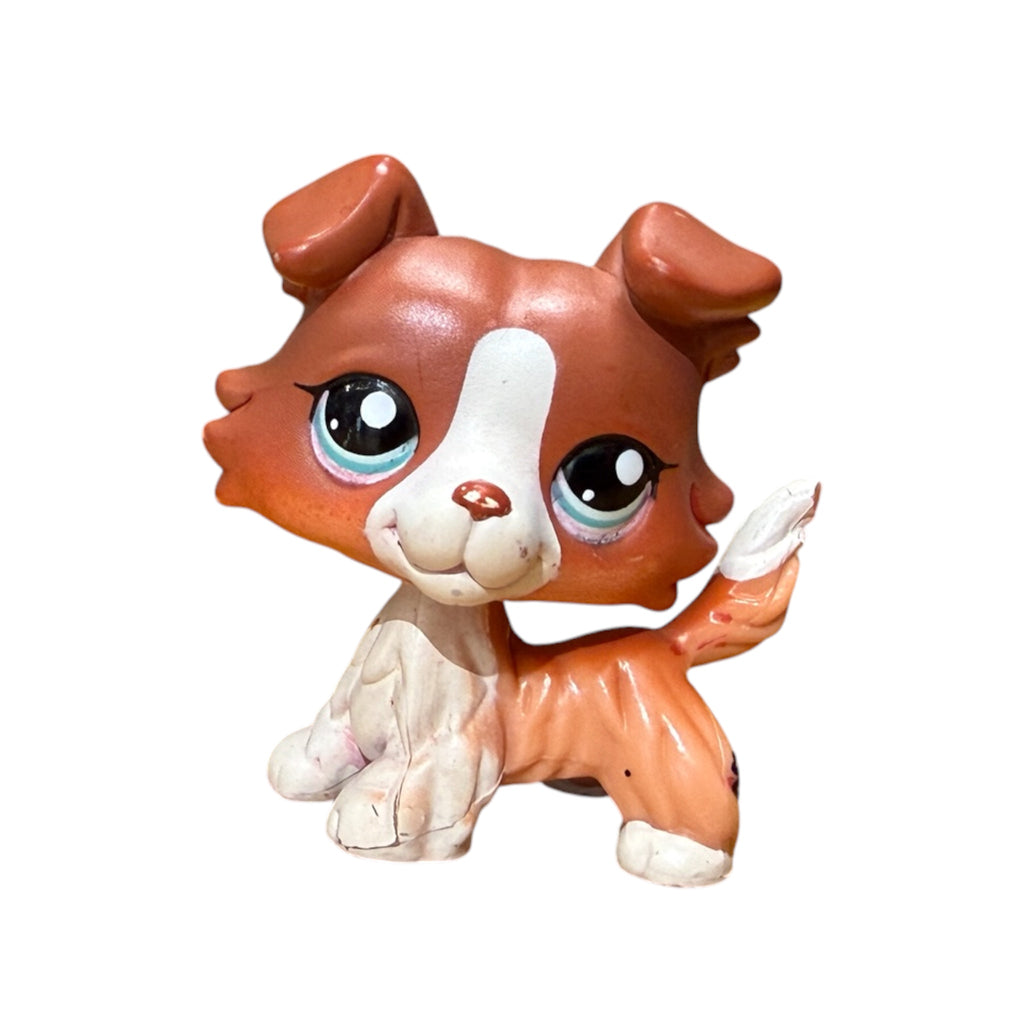 LPS collie #1542