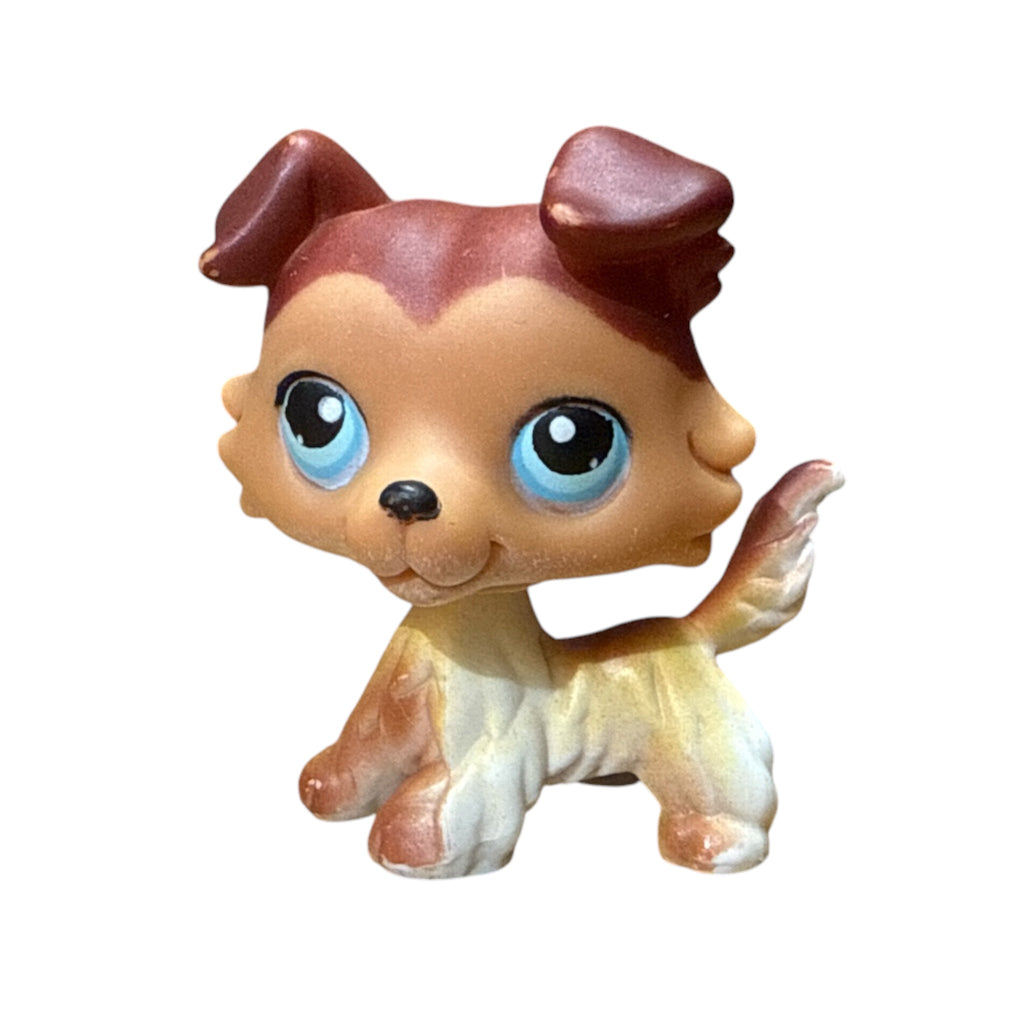 LPS collie #058