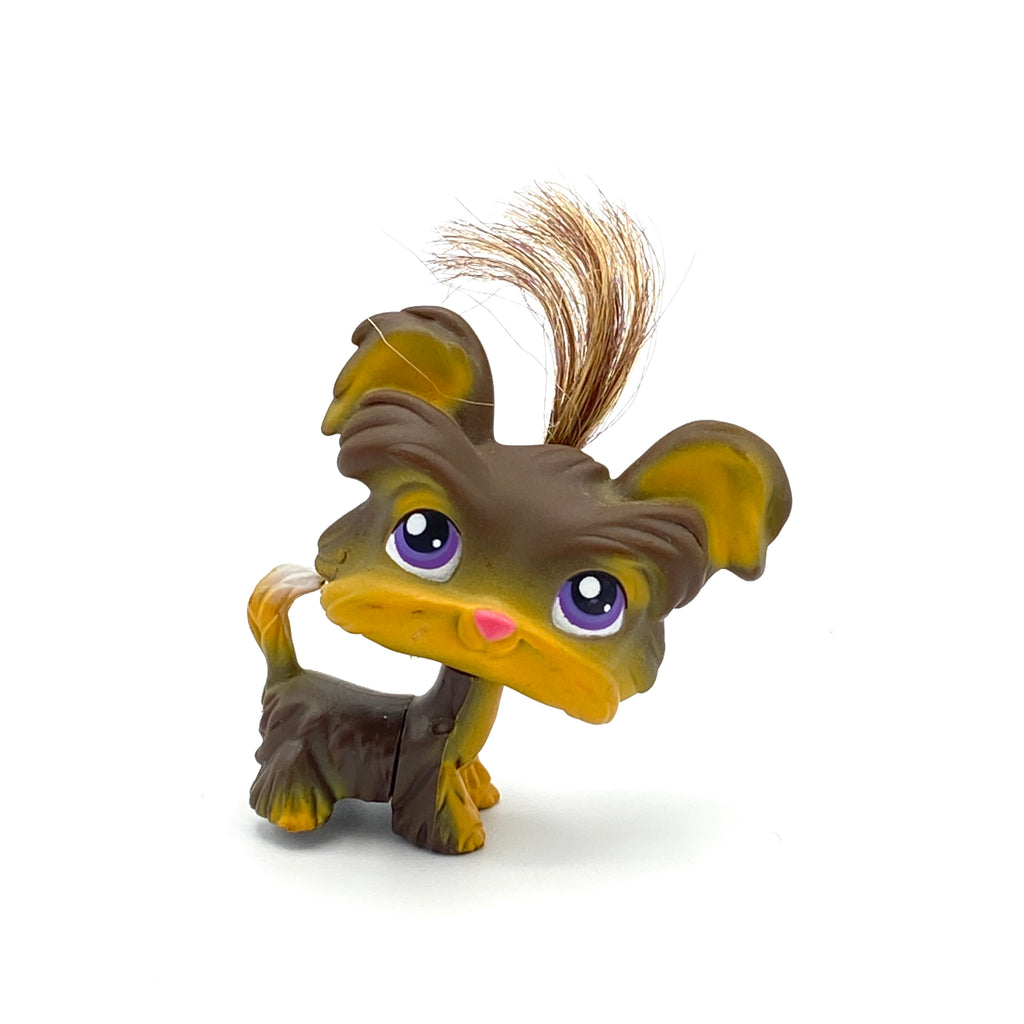 LPS koira Yorkie terrieri #398